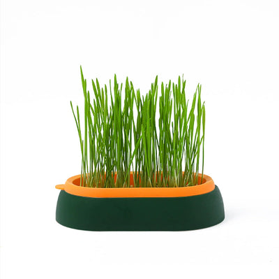 Maceta Hidropónica sin Tierra para Cultivo de Pasto de Gato - Image 6