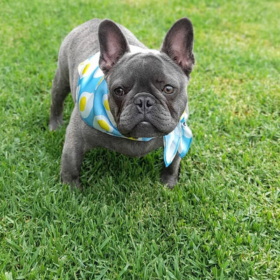 Pañuelo Triangular Absorbente para Mascotas