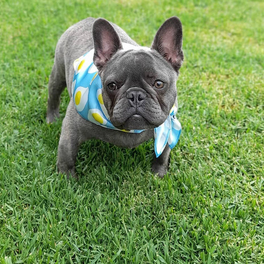 Pañuelo Triangular Absorbente para Mascotas