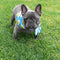 Pañuelo Triangular Absorbente para Mascotas