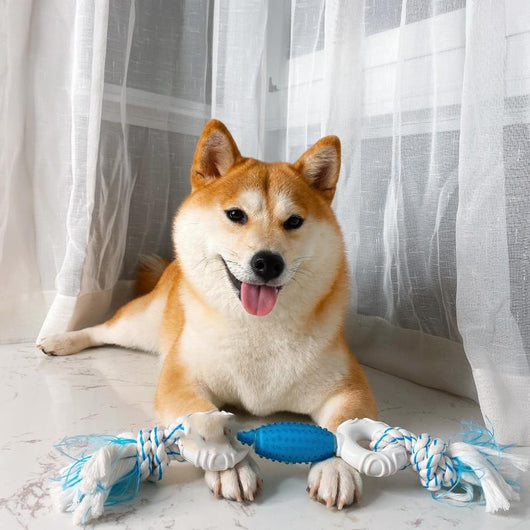 Juguete Masticable para Molares Shiba Inu - Entrenamiento Dental - Image 10