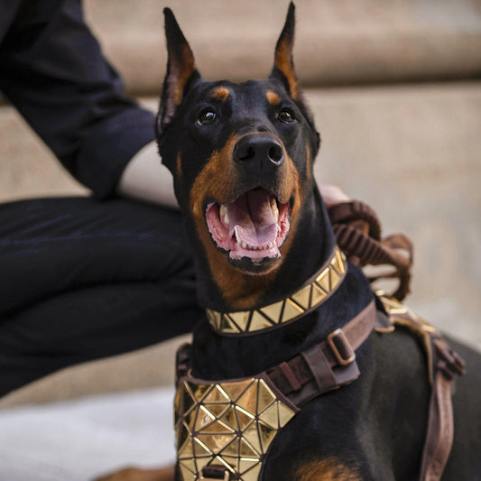 Arnés de Tracción para Perros con Chaleco Dorsal