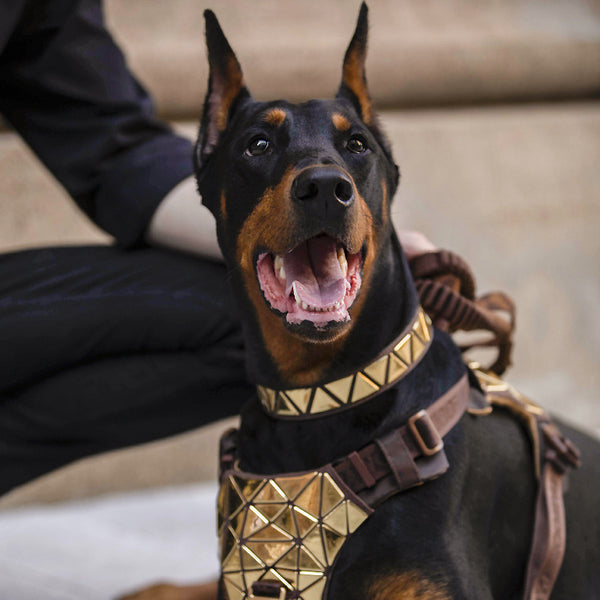 Arnés de Tracción para Perros con Chaleco Dorsal