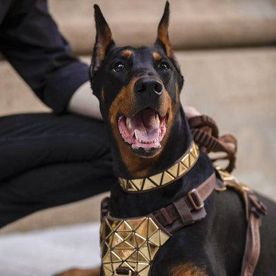 Arnés de Tracción para Perros con Chaleco Dorsal