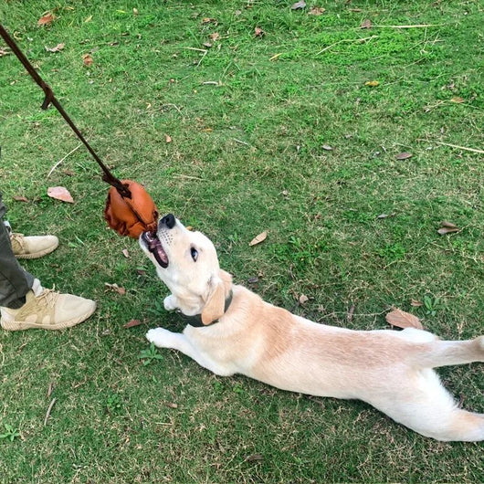 Pelota de Entrenamiento en Cuero con Asa para Perros - Juguete Mordedor Resistente - Image 3