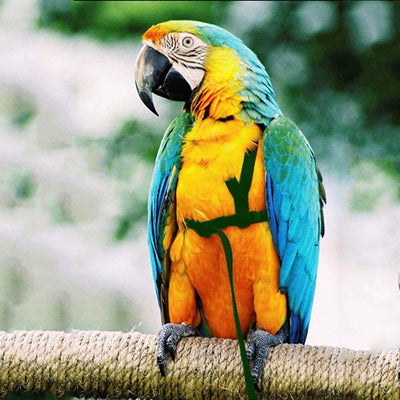 Red bird harness with a black leash shown on a yellow and green parrot.