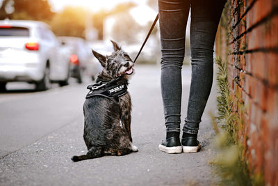 Correa de Arrastre Personalizable para Perros Medianos y Grandes - Image 8