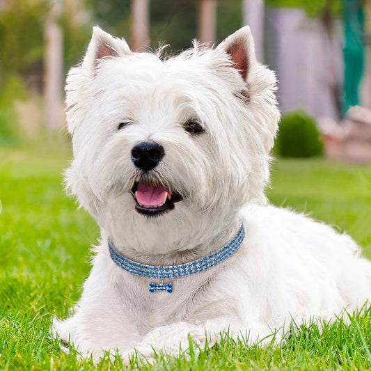 Collar Elegante para Perro