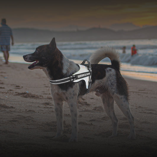 Arnés de Tracción Premium para Perros Grandes y Medianos - Image 13