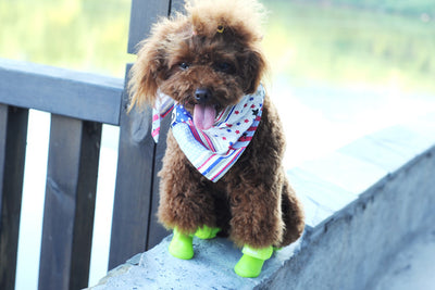 Botas Impermeables para Mascotas con Suela Antideslizante de Silicona - Image 2