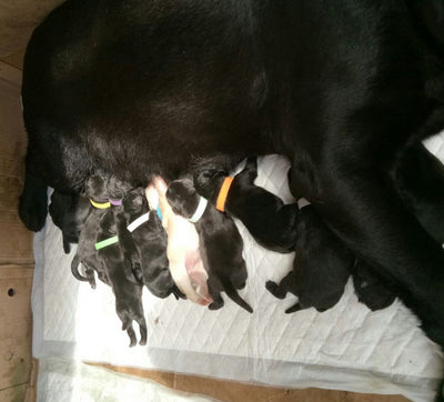 Collares de Identificación para Cachorros Recién Nacidos (Paquete de 12) - Image 7