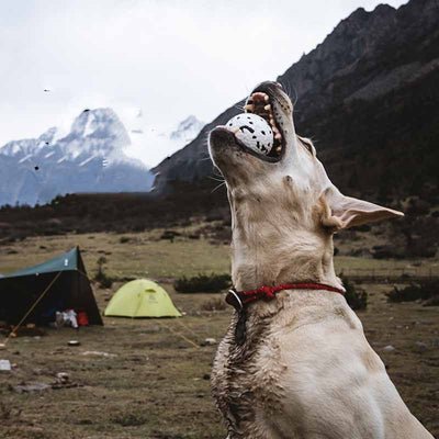 Pelota Masticable Resistente para Perros - Juguete ETPU Duradero - Image 11