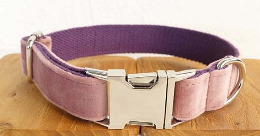 Correa y Collar para Perro - Image 3