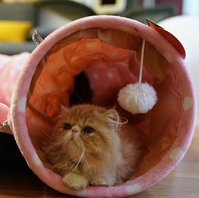 Túnel Enrollable para Gatos con Cama Integrada y Juguete Dragón - Image 3