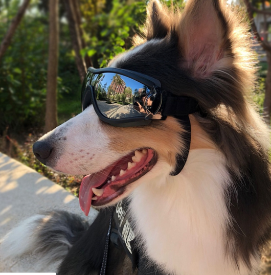 Gafas de Sol Protectoras para Perros - Impermeables y Anti-UV - Image 4