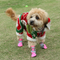 Zapatos para Caminar Perros