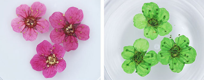 Joyería para Uñas con Flores Secas Naturales - Image 5