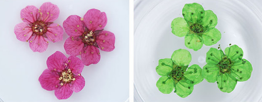 Joyería para Uñas con Flores Secas Naturales - Image 5