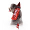 Foguete