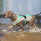 Chaleco Refrigerante para Perros - Ropa Fresca de Verano
