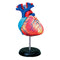 Corazón