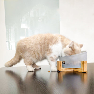 Comedero Inclinado de Cristal para Gatos - Image 6