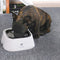 Comedero Flotante Antivuelco para Perros - Sin Derrames