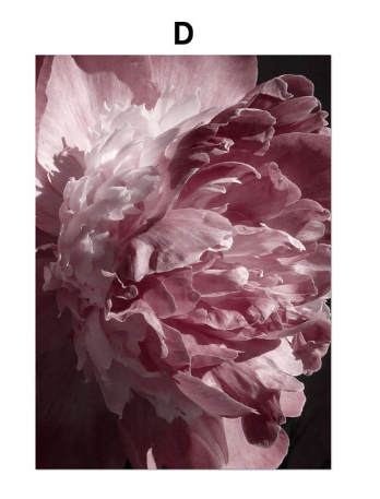Kit Pintura de Diamantes 5D Peonía y Rosa - Punto de Cruz - Image 27