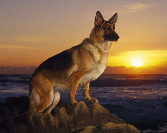 Cuadro de Diamantes Atardecer con Perro - Kit DIY Completo
