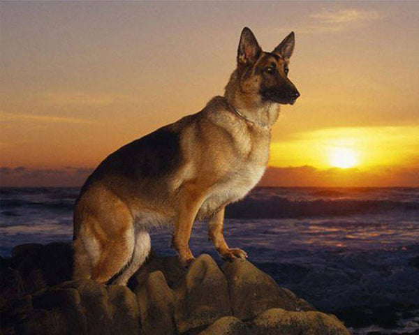 Cuadro de Diamantes Atardecer con Perro - Kit DIY Completo