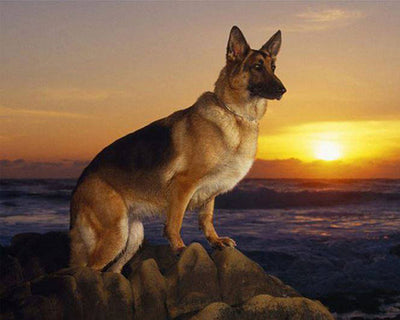 Cuadro de Diamantes Atardecer con Perro - Kit DIY Completo
