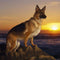 Cuadro de Diamantes Atardecer con Perro - Kit DIY Completo