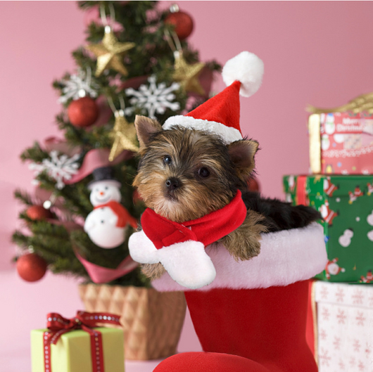 Conjunto Navideño Gorro y Bufanda para Mascotas Pequeñas - Gatos y Perros - Image 6