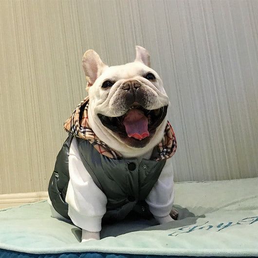 Abrigo de Algodón para Perros Grandes - Protección Invernal Brillante - Image 2