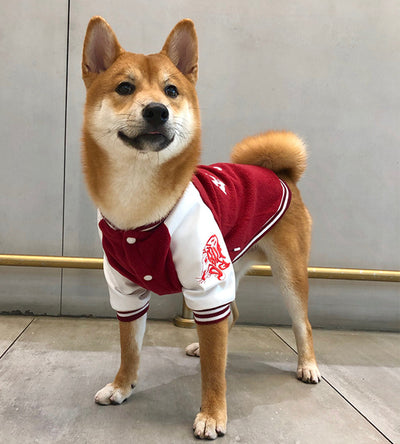 Uniforme de Béisbol de Algodón para Mascotas - Image 4