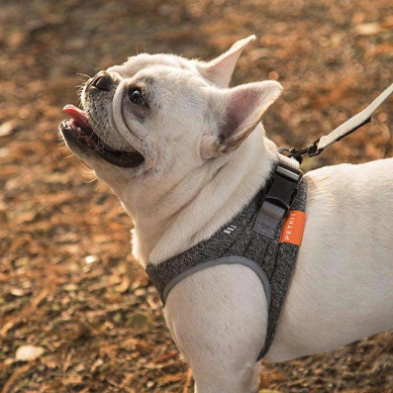 Collar de cuerda para perros