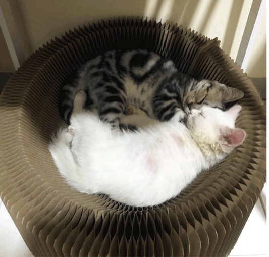 Rascador Ondulado para Gatos