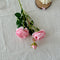 Rosado