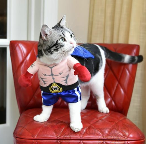 Disfraz de Boxeador para Gatos - Image 3