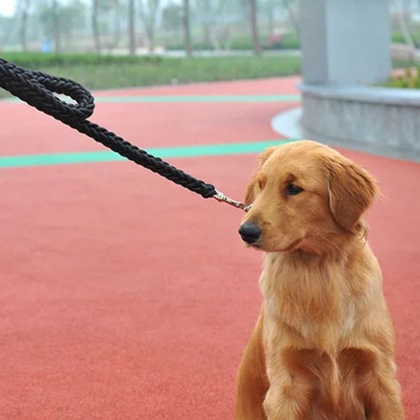 Correa Trenzada de 8 Cabos para Perros Golden Retriever - Resistente y Segura