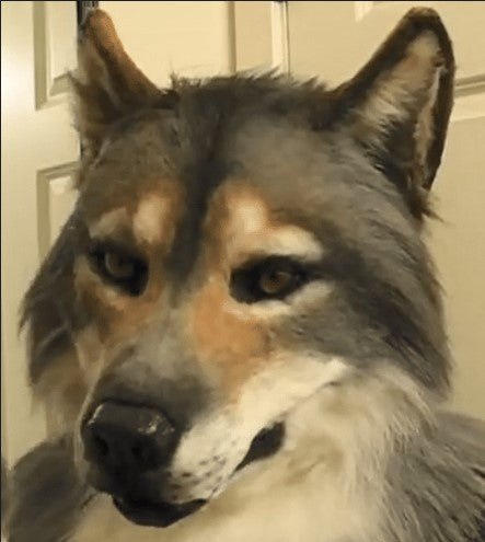 Máscara de Lobo Hombre Halloween - Disfraz Cosplay Cabeza Giratoria Realista - Image 4