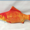 Rojo Carp