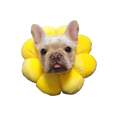 Anillo de Esterilización Dermatológico Baiquanying