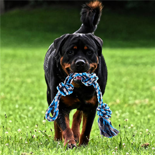 Cuerda de Algodón con Resorte para Mascotas - Image 3