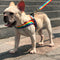 Correa Arcoíris para Perro - Cadena Resistente y Colorida