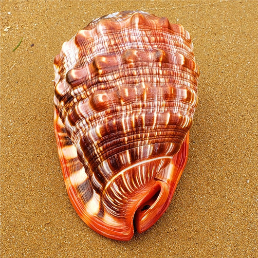 Caracol Gigante Natural Wanbao para Decoración de Acuarios y Paisajismo