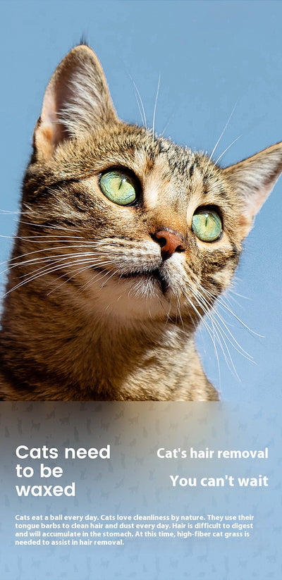 Maceta Hidropónica sin Tierra para Cultivo de Pasto de Gato - Image 15