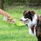 Dispensador Portátil de Agua para Mascotas con Tazón Hermético