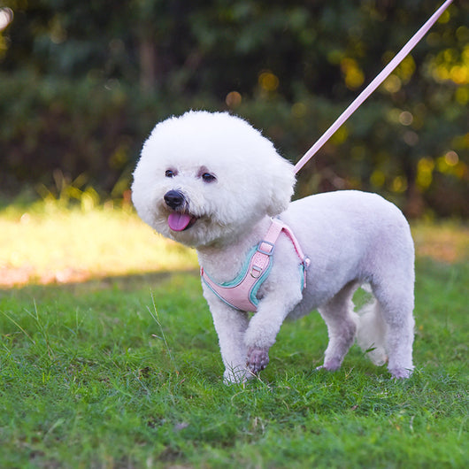 Arnés Ajustable para Perros y Correa Cómoda para Mascotas - Image 2