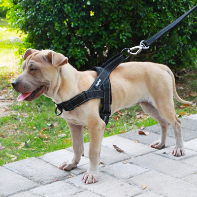Arnés de Tiro para Perro con Cuerda de Tracción - Image 4
